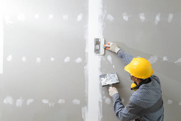 Best Black Mold Removal  in Wolfforth, TX