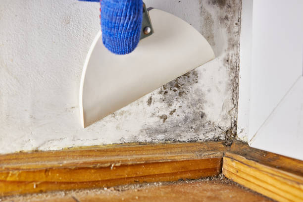 Best Mold Documentation for Insurance Claims  in Wolfforth, TX